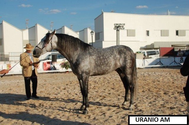 Uranio AM