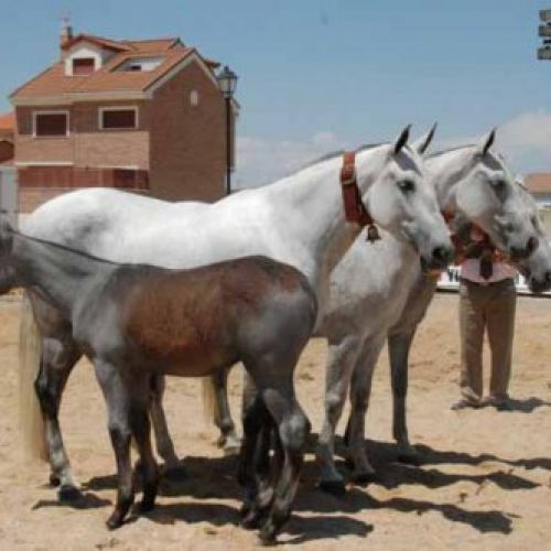 criaderos yeguas Leganés