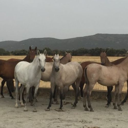 Potras de 1 año