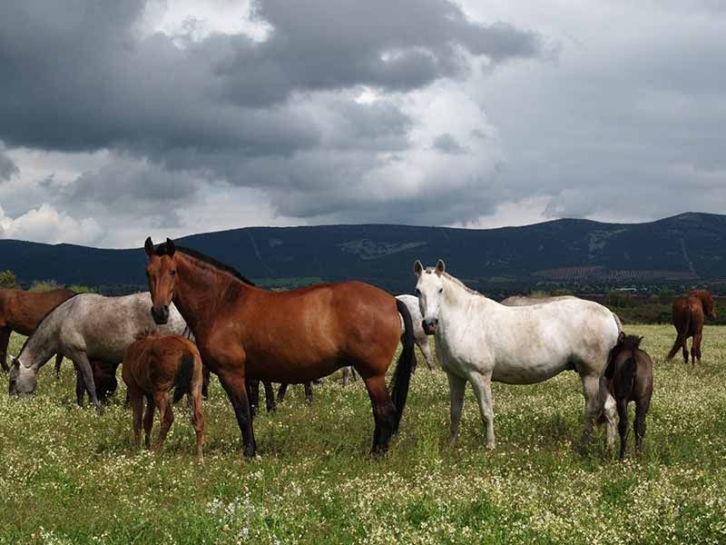 Leganés criadero de yeguas