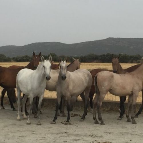 Potras de 1 año Potras de 1 año