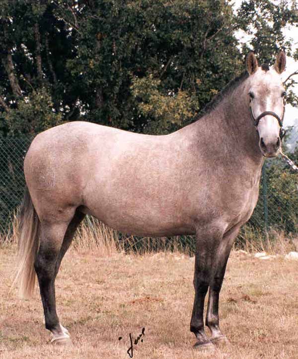 Leganés yeguas criaderos