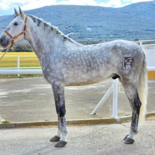 Camarón Antonio Moreta