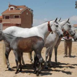 criaderos yeguas Leganés