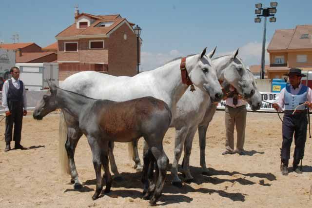 criaderos yeguas Leganés