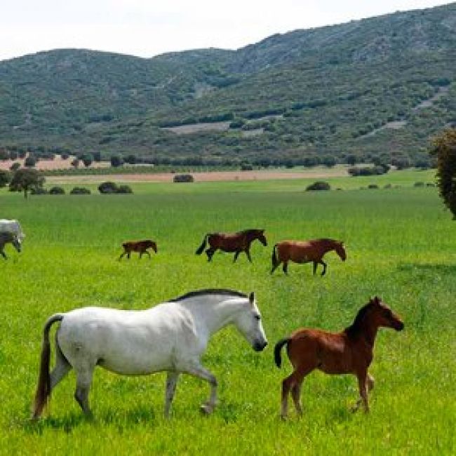 Caballos de pura raza española