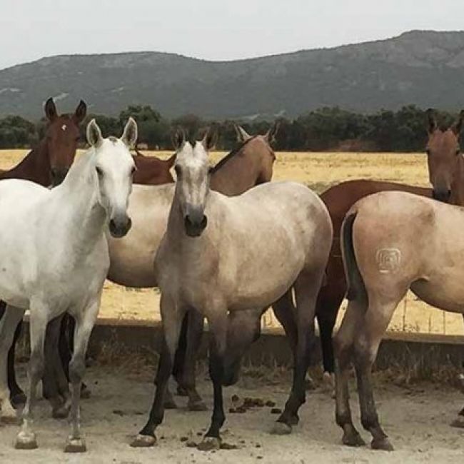 yeguadas en Leganés