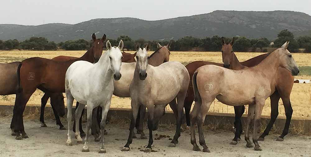 yeguadas en Leganés